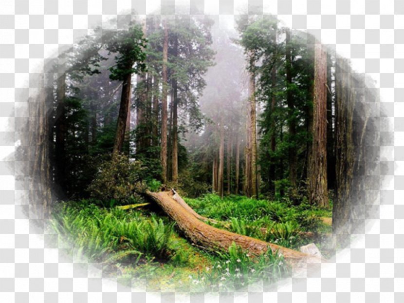 Redwood National And State Parks Sequoia Park Olympic Yosemite Chandelier Tree Transparent PNG
