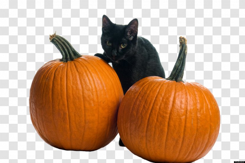 Cartoon Cat - Cucurbita - Squash Local Food Transparent PNG