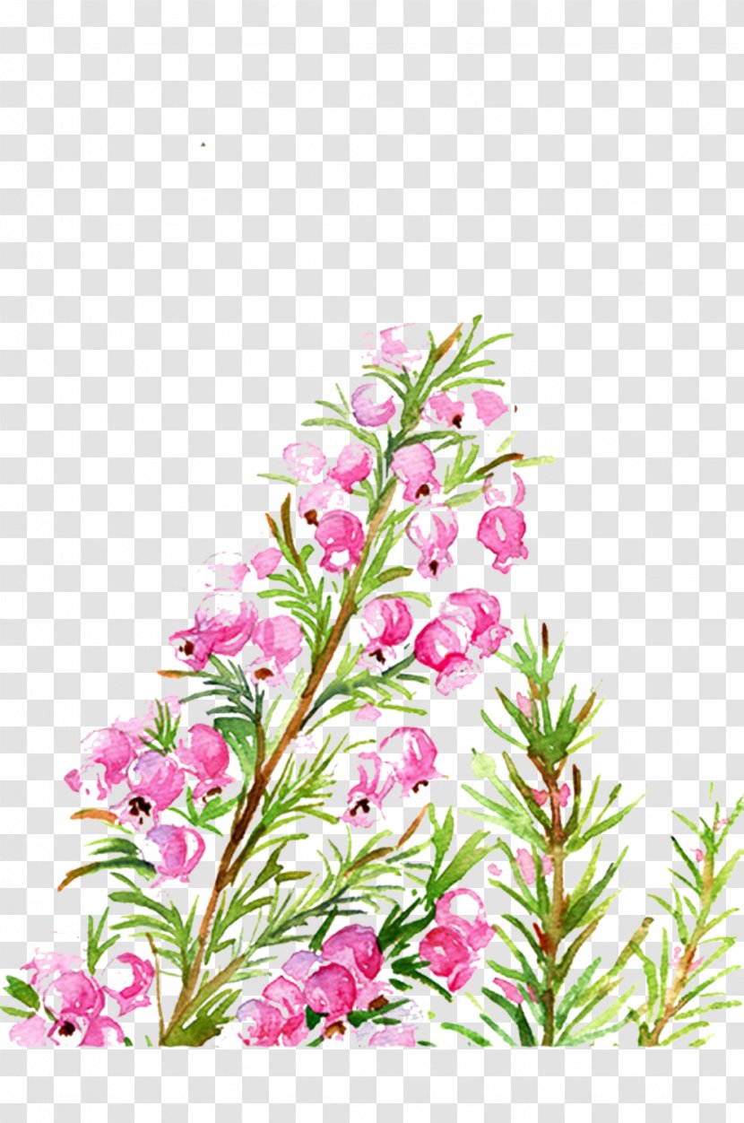 Floral Design Flower March - Sea Xianhua Picture Material Transparent PNG