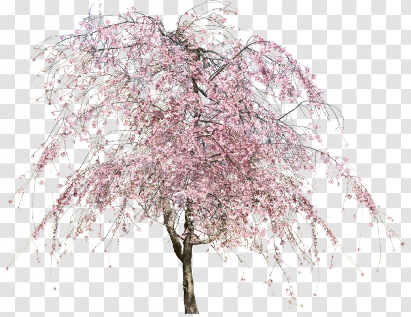 Cherry Blossom Tree - Nursery Transparent PNG