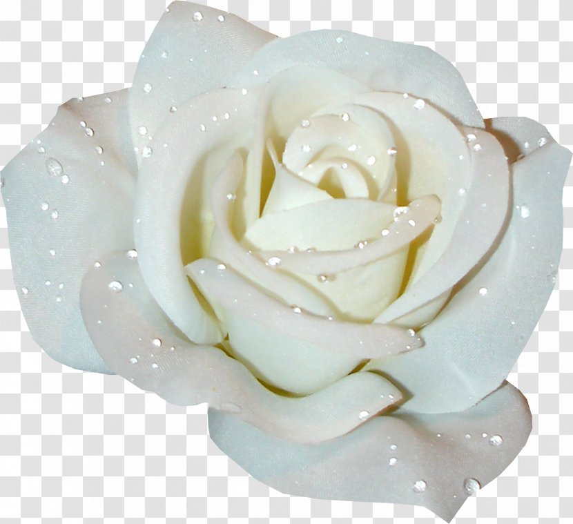 Rose White Clip Art - Color - Corner Transparent PNG