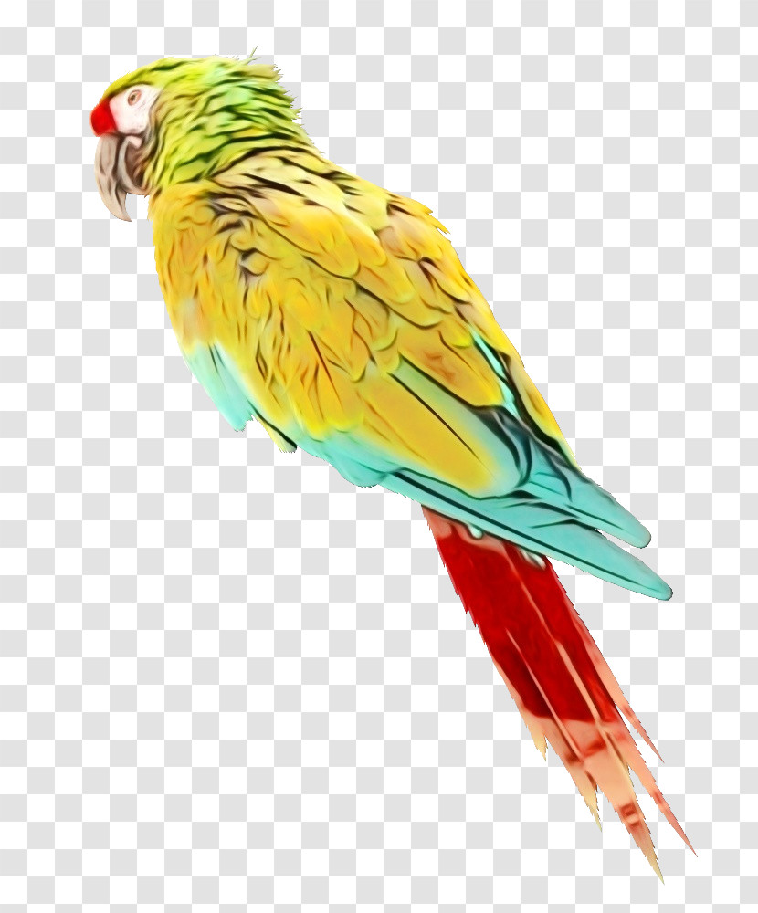 Lovebird Transparent PNG