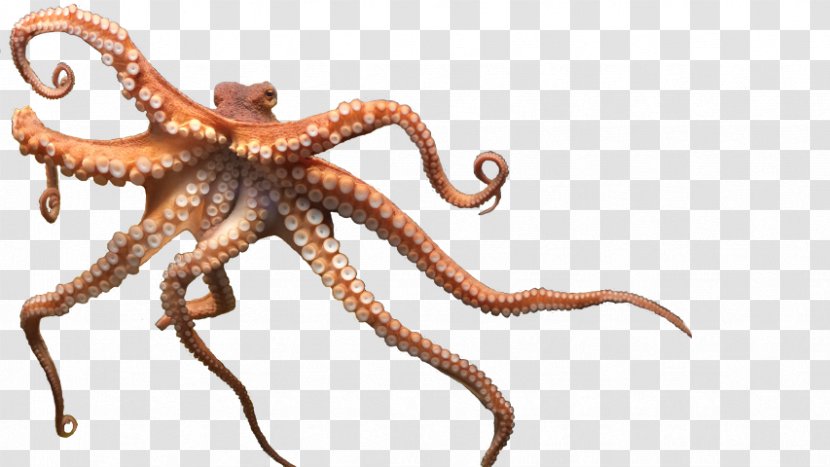 Enteroctopus Dofleini Clip Art - Octopus - Animal Transparent PNG