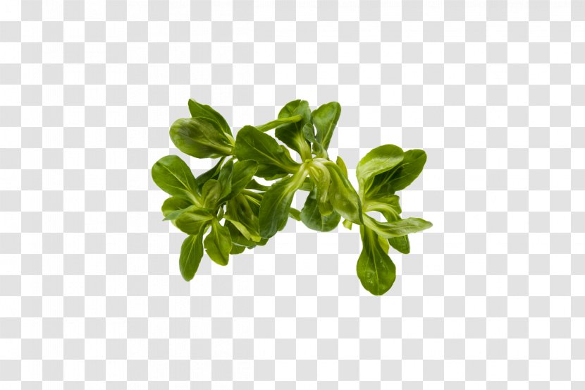 Basil Leaf Vegetable Herb Lettuce - Valerian And The City Of A Thousand Planets Transparent PNG