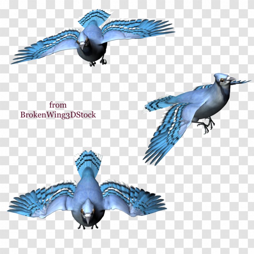 Blue Jay Bird Drawing - Animal Transparent PNG