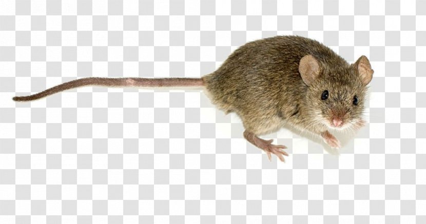 Rodent House Mouse Wood Pest Trapping - Tail - Exam Transparent PNG