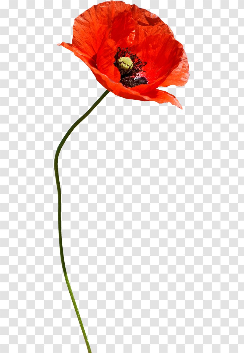 Common Poppy Flower - Painting - Poppies Transparent PNG