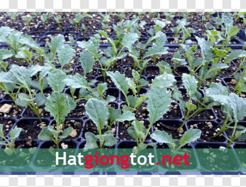Spring Greens Lacinato Kale Seedling Curly Cabbage Transparent PNG