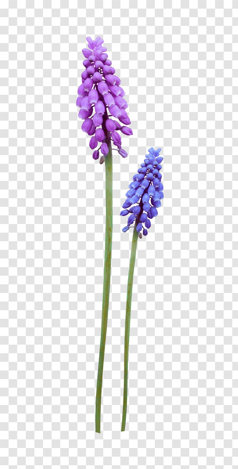 Flower Violet Purple - Plant Stem - Wildflowers Picture Material Transparent PNG