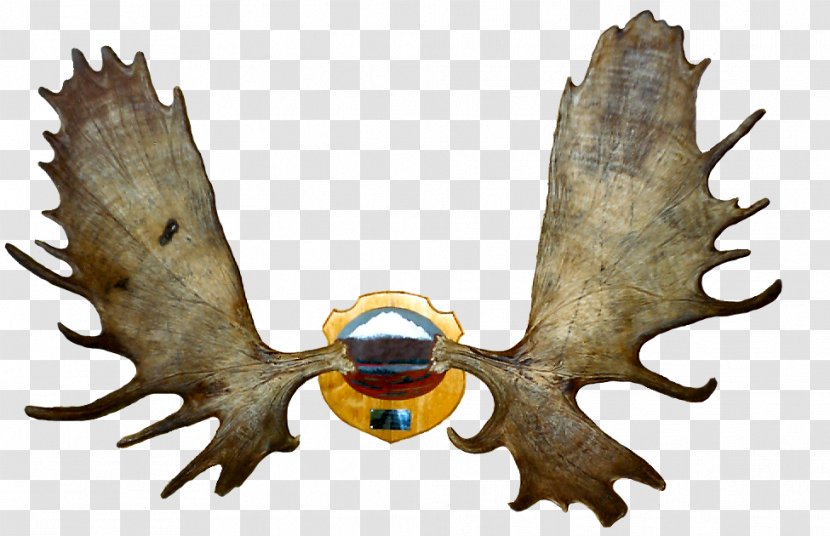 Antler - Horn Transparent PNG