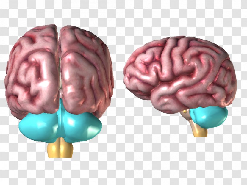 Brain Neurology - Flower Transparent PNG