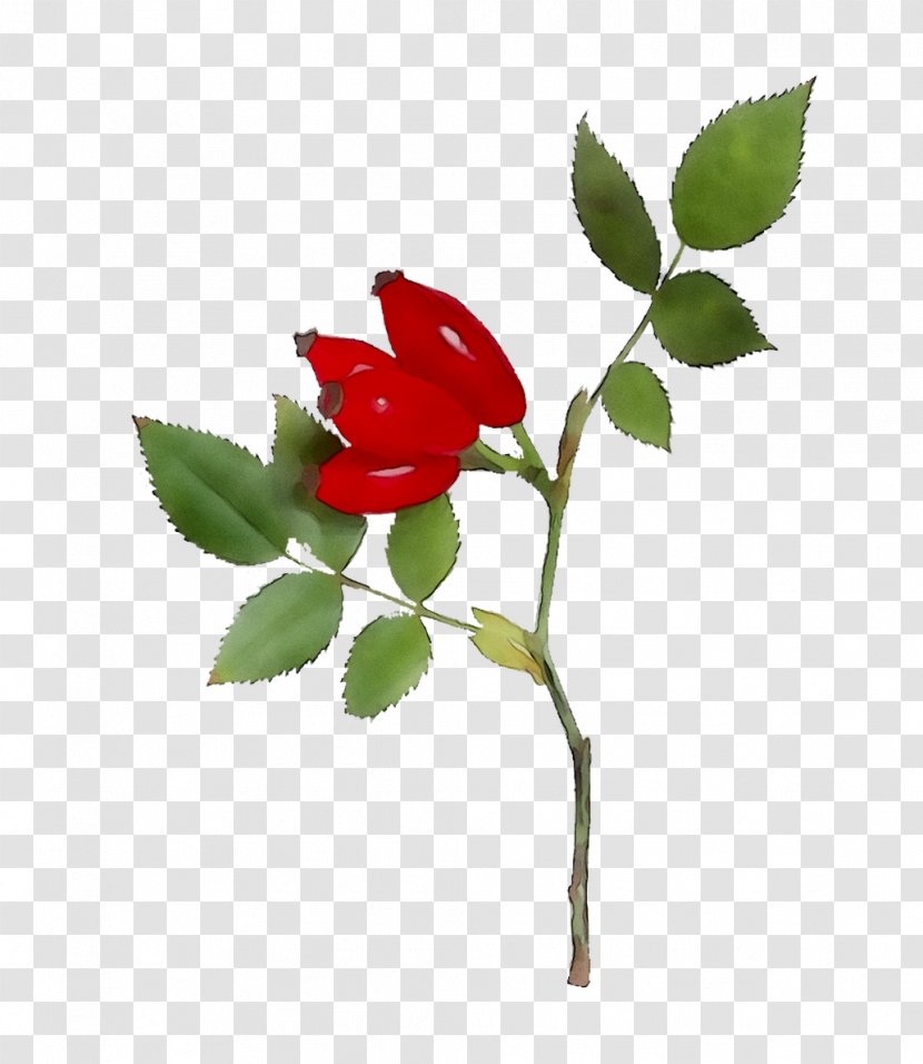 Garden Roses Dog-rose Bud Leaf Plant Stem - Red - Pedicel Transparent PNG