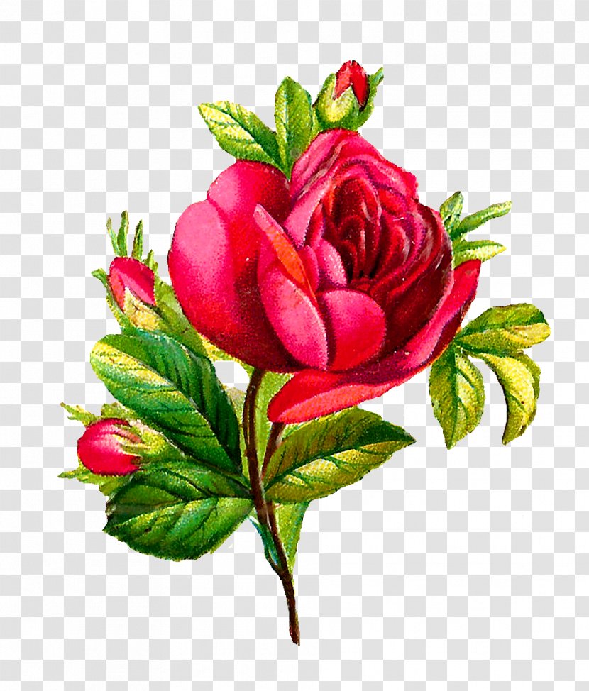 Centifolia Roses Flower Download Clip Art - Botanical Flowers Transparent PNG