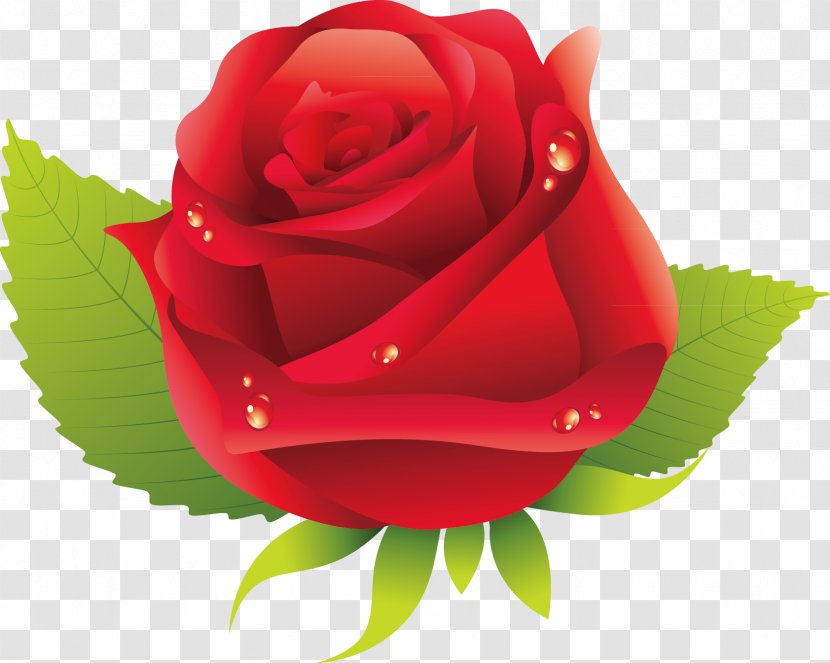 Garden Roses Rosa Chinensis Centifolia Floribunda Flower - Valentine S Day - Rose Vector Transparent PNG