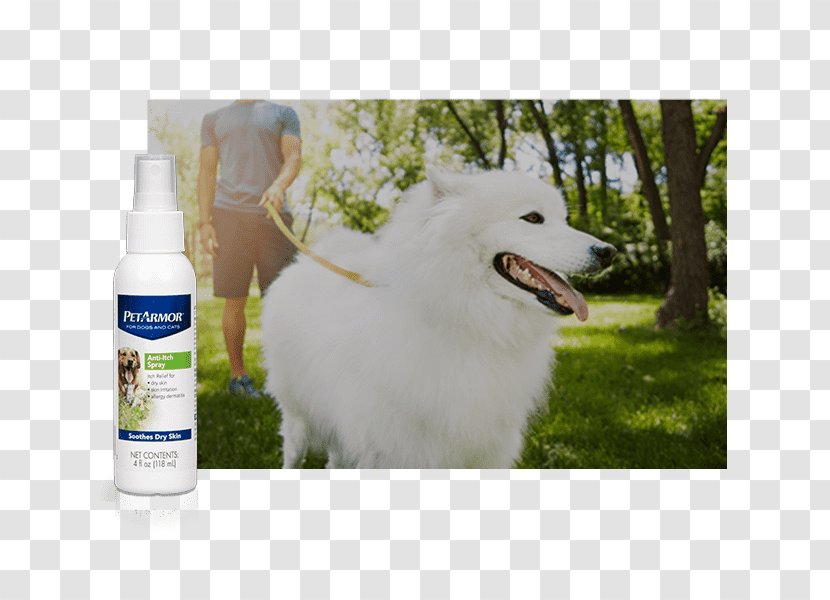 Dog Breed American Eskimo Samoyed Coat Pet - Therapy - Skin-care Icon Transparent PNG