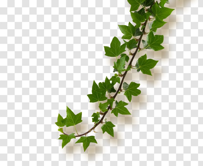 Common Ivy Histoires Naturelles Flower Plant Stem Paper - Adhesive Transparent PNG