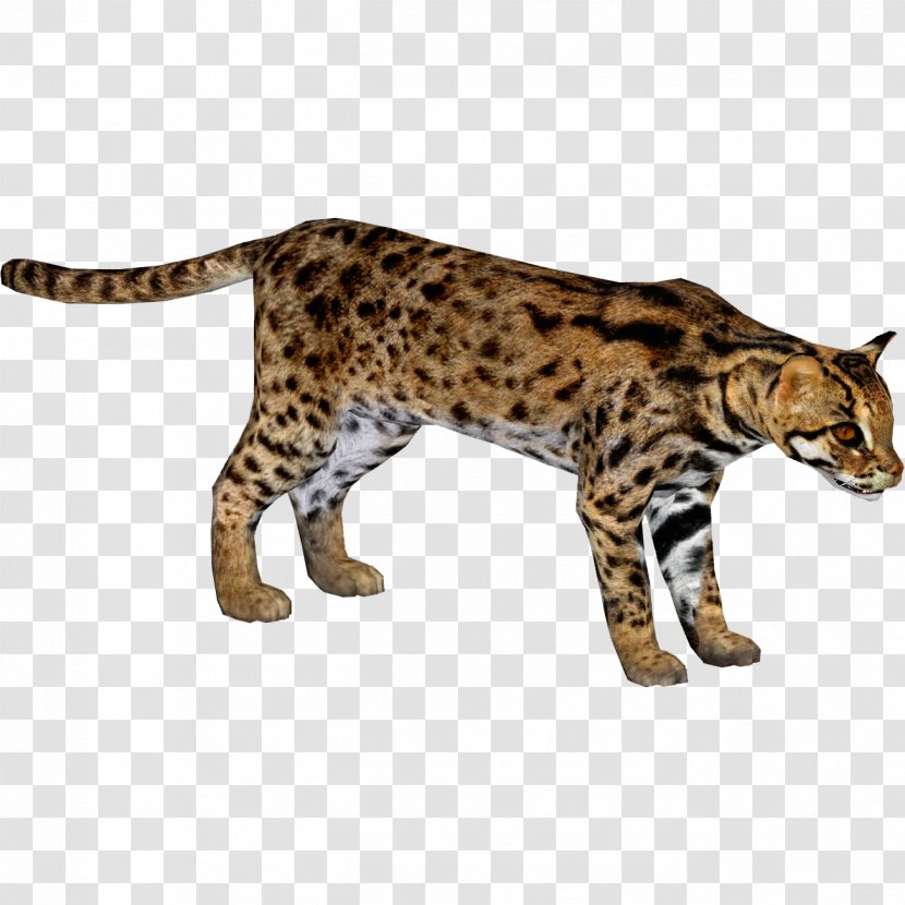 Bengal Cat California Spangled Ocicat Felidae African Leopard Transparent PNG
