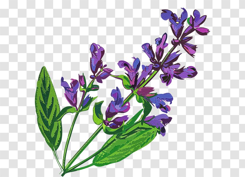 English Lavender Aromatherapy Ready For The Day Ahead Common Sage Egyptian Lotus - Plant - Lili Flower Transparent PNG