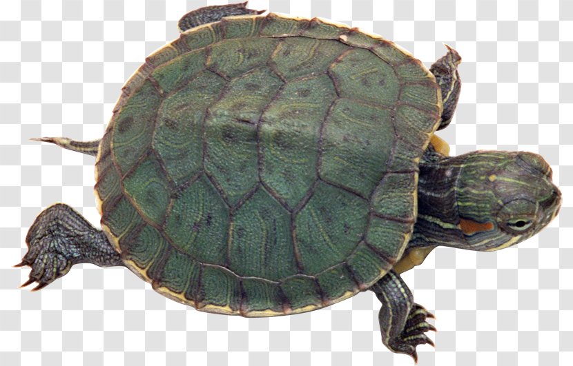Turtle Reptile Red-eared Slider Light Pet - Tortoise - Tortuga Transparent PNG