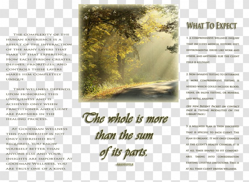 Tree Brochure - Text Transparent PNG