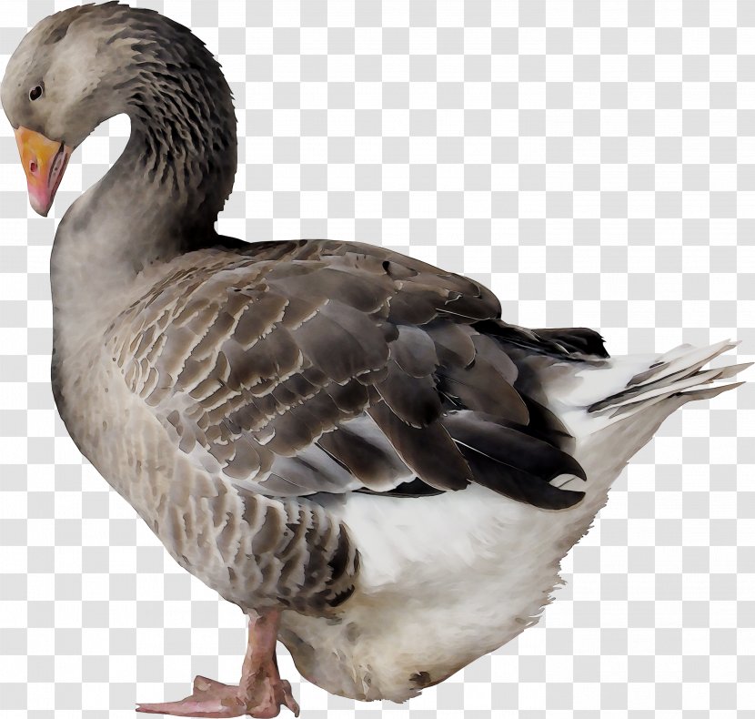 Duck Goose Feather Fauna Beak - Water Bird Transparent PNG