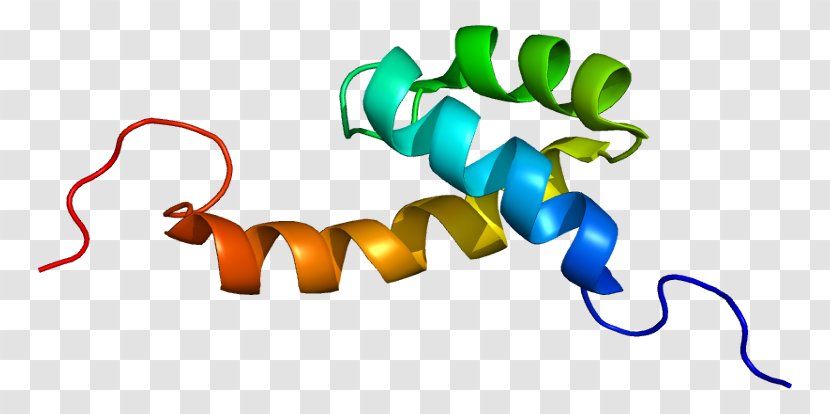 DNA-binding Protein Transcription HOPX Gene - Noncoding Dna Transparent PNG