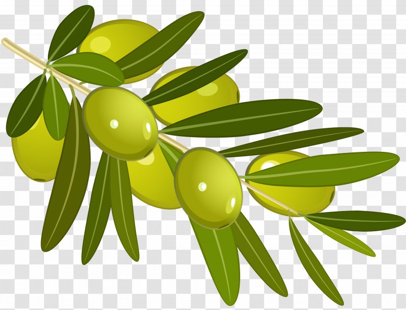 Olive Branch Oil Clip Art - Food - Olives Transparent PNG