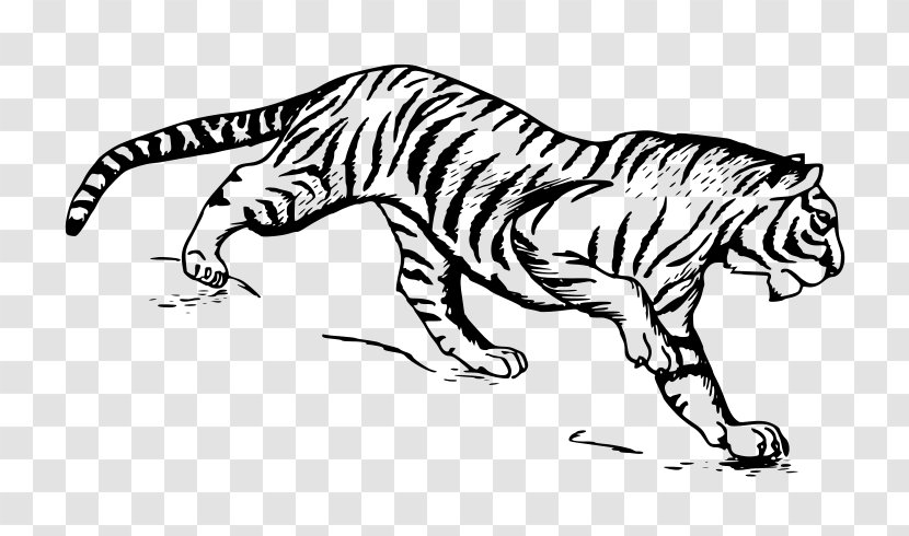 Cat Drawing Siberian Tiger - Illustration Transparent PNG