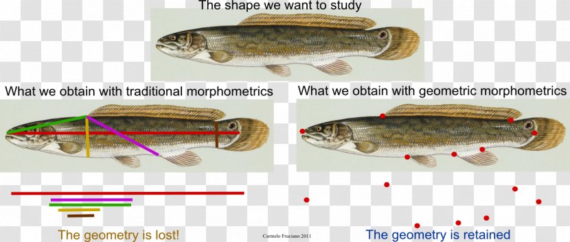 Geometric Morphometrics In Anthropology Geometry Fish Sardine - Pharyngeal Jaw Transparent PNG
