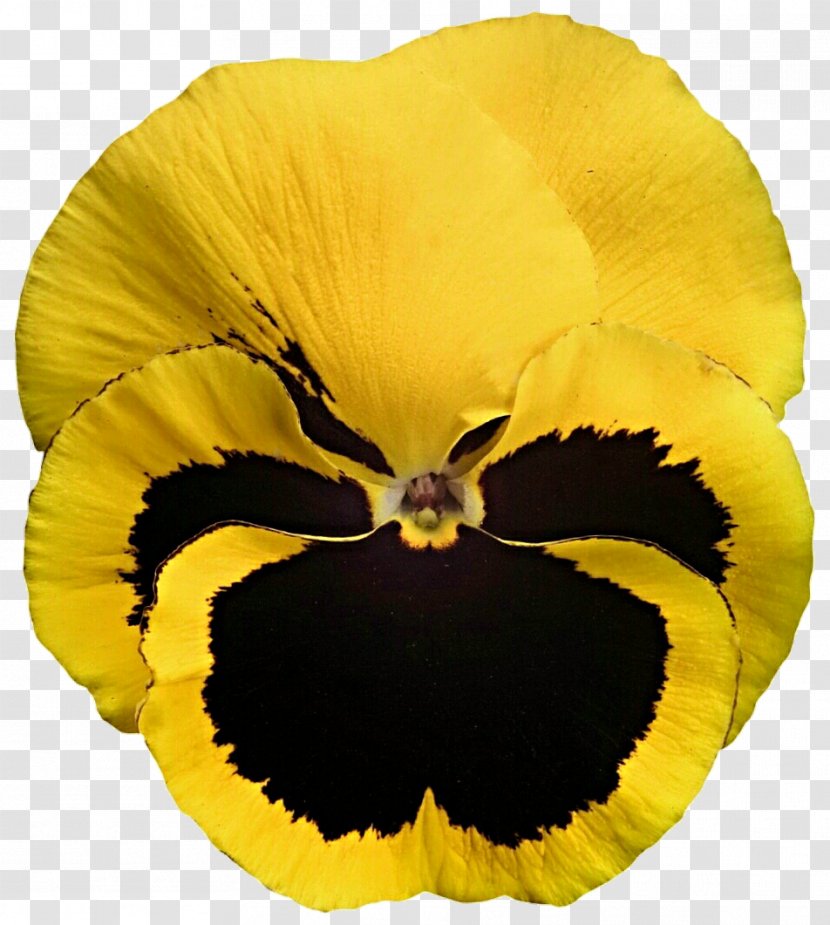 Pansy California Golden Violet Yellow Viola Cornuta Stiefmütterchen - Purple - Wreath Transparent PNG