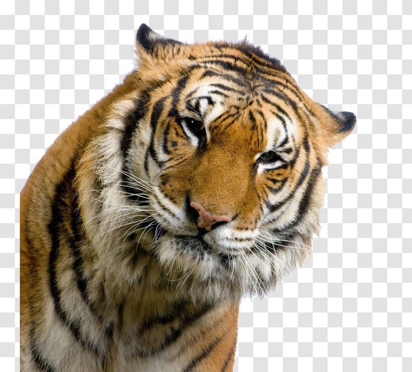 Tiger High-definition Television - Snout Transparent PNG