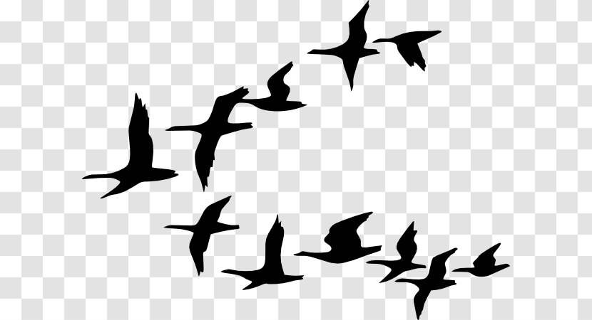 Bird Flight Goose Clip Art - Silhouette - Wild Geese Flying Transparent PNG