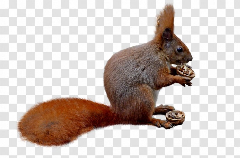 Squirrel Stock.xchng Image Cat Photograph - Red - Tired Coffee Transparent PNG