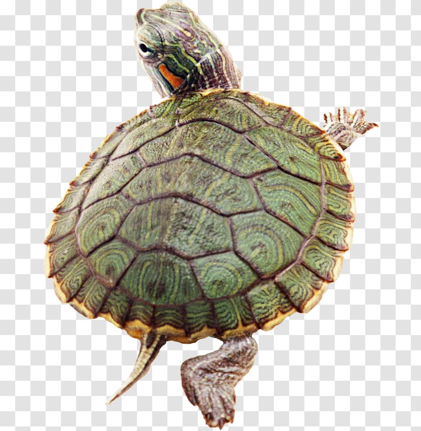 Turtle Reptile Desktop Wallpaper - Emydidae Transparent PNG