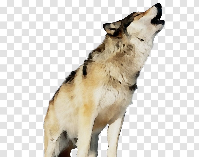 Wolf Cartoon - Greenland Dog - Rare Breed Ancient Breeds Transparent PNG