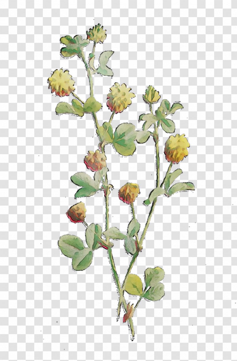 Herbaceous Plant Twig Stem Flower - Botany Transparent PNG