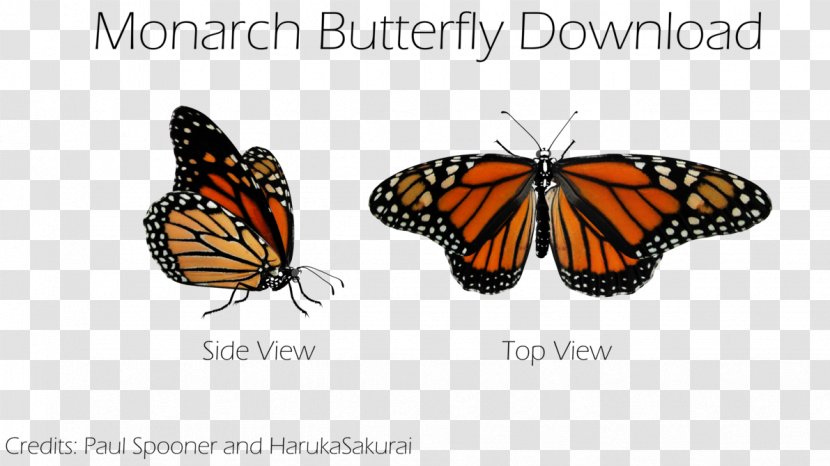 Monarch Butterfly Pieridae Brush-footed Butterflies DeviantArt - Cartoon Transparent PNG