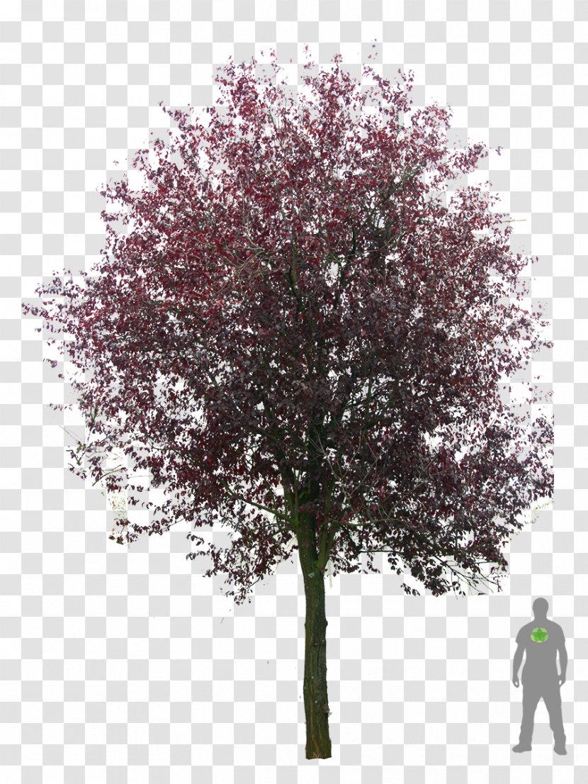 Tree Plant Populus Nigra Cherry Plum - Shrub - Sakura Transparent PNG