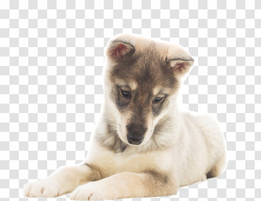 Puppy Saarloos Wolfdog Czechoslovakian Stock Photography - Royaltyfree Transparent PNG
