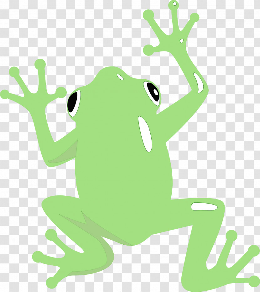 True Frog Tree Frog Frogs Cartoon Toad Transparent PNG