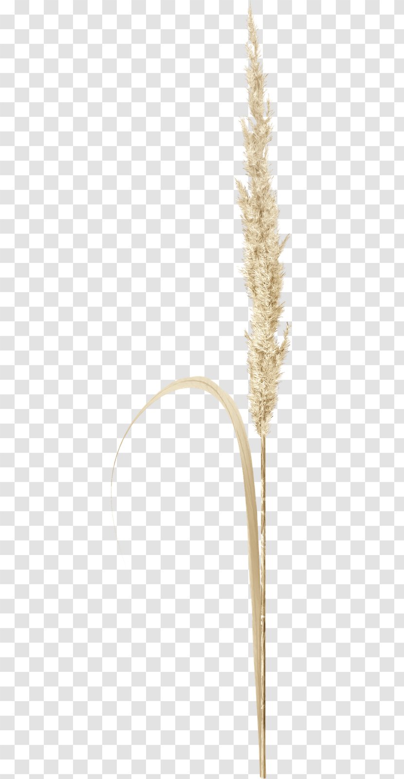 Grasses Cereal Grain Food Family Transparent PNG