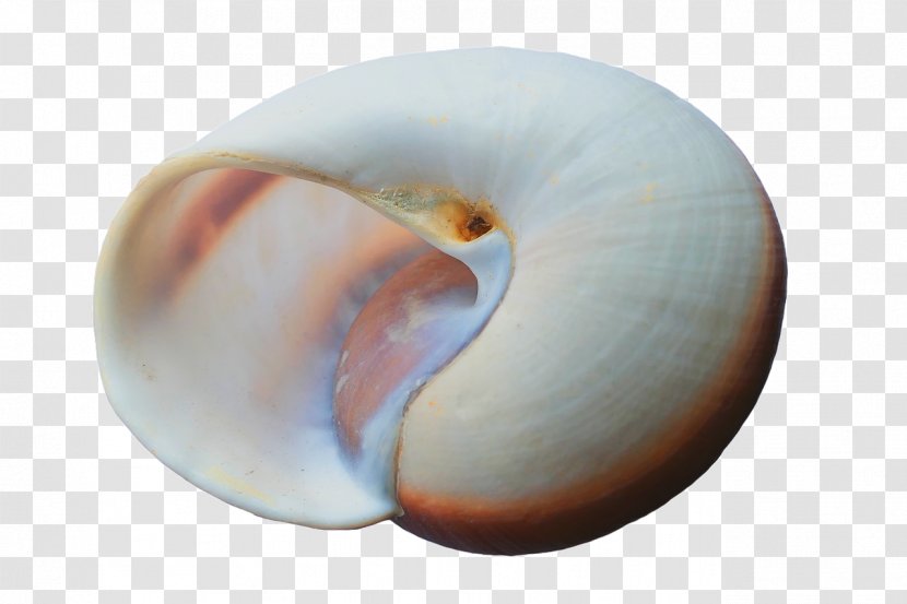 Beach Of La Concha Seashell Clam - Nautilida - Seashells Transparent PNG