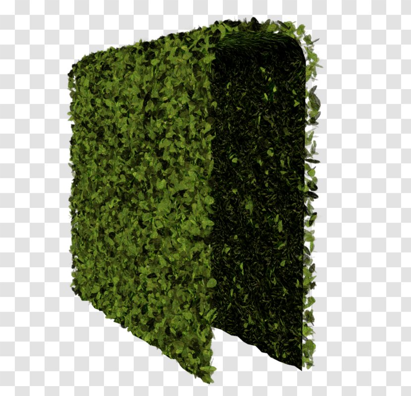 Hedge Tree Shrub - Plant Transparent PNG