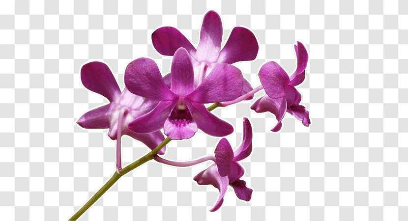 Wall Decal Cattleya Orchids Violet Plant - Petal - Orchide Transparent PNG