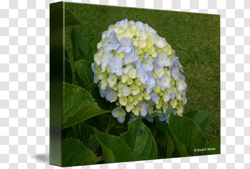 Hydrangeaceae - Plant - Hydrangea Frame Transparent PNG