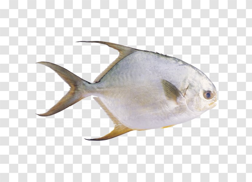 Pampus Argenteus Fish Stromateidae Seafood Transparent PNG