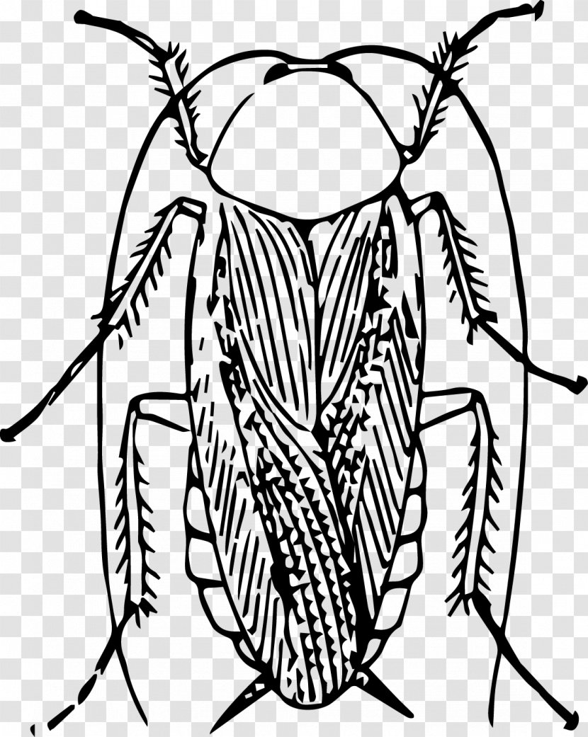 Cockroach Insect Clip Art - German - Vector Transparent PNG