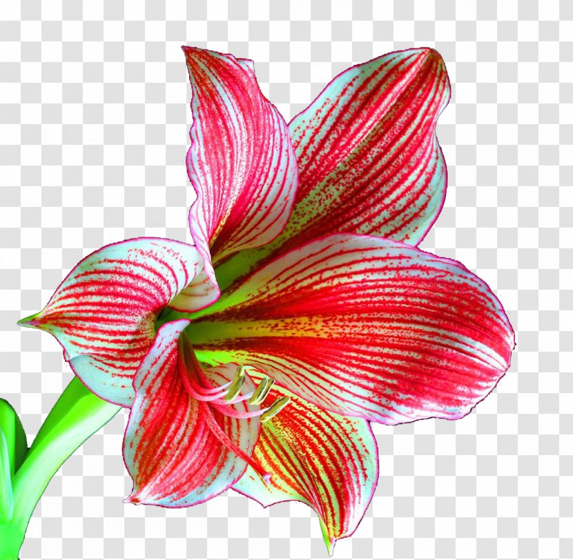 Lilium Flower Plant Download - Cut Flowers - A Lily Transparent PNG