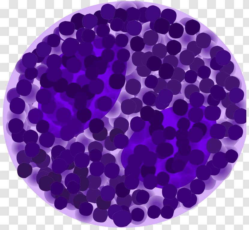Basophil Granulocyte White Blood Cell Immune System Lymphocyte - Violet - Clipart Transparent PNG