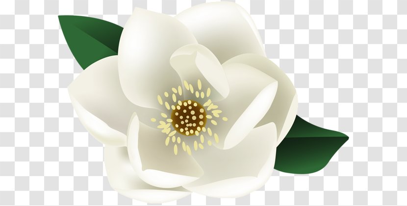 Clip Art Image Desktop Wallpaper Magnolia - Flowering Plant - Petal Transparent PNG